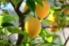 lemons, orchard of lemons